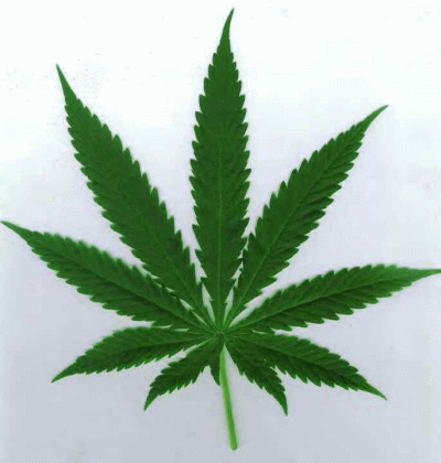 cannabis_leaf (76K)